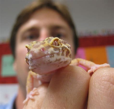 Lily's pet gecko - Mountain Beltway - AGU Blogosphere