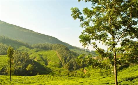 Munnar, Kerala | Shadows Galore