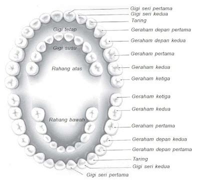 Pengertian Serta Susunan Struktur Gigi Dan Macam Macam Jenis Gigi