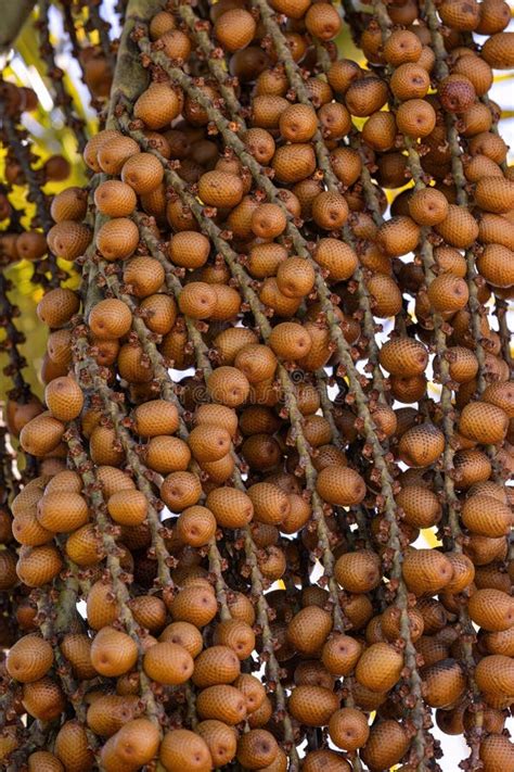 Fruits Of The Buriti Palm Stock Image Image Of Mauritia 287075893