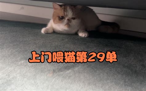 第一次遇到这么能屈能伸的小猫咪 阿喵阿昊 阿喵阿昊 哔哩哔哩视频