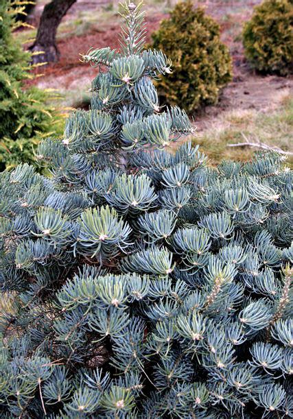 Abies Concolor Glauca Compacta Dwarf White Fir Kigi Nursery