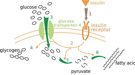 Difference Between Insulin and Glucagon | Definition, Role, Associated ...