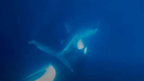 Watch orca tear open whale shark and feast on its…