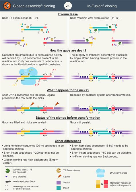 Gibson Assembly Vs In Fusion Cloning Sharebiology