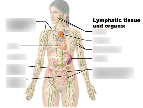 Bsc216 Lab Exam 2 Lymphatic System Diagram Quizlet