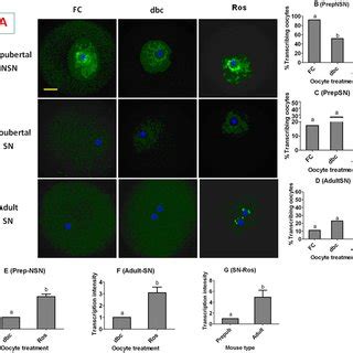 Enlarged Confocal Laser Micrographs Of Adult SN Oocytes 1 Oo 1 And 2