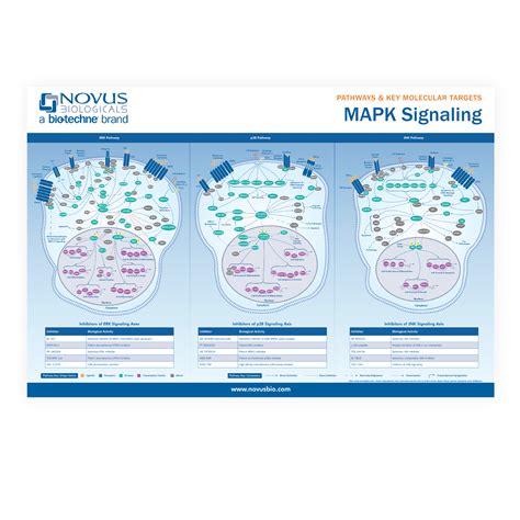 Cell Signaling Poster Pathway Posters | StressMarq 