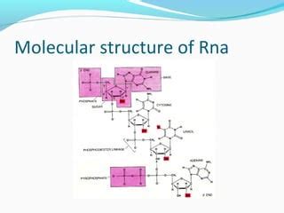 Structure and types of dna & rna | PPT