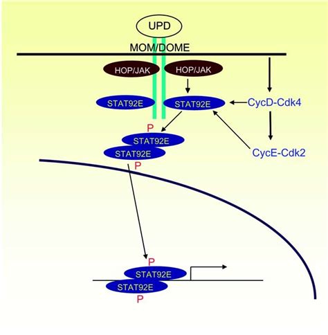 The Drosophila JAK/STAT pathway. | Download Scientific Diagram 