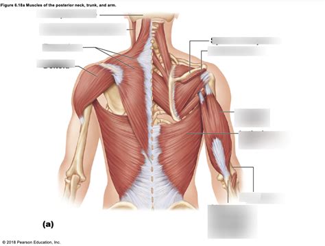 Musculatory System Posterior Trunk Arms Shoulders Diagram Quizlet