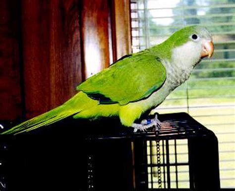 Quaker Parrot (Monk Parakeet) Facts, Diet, Lifespan, Pet Care, Pictures