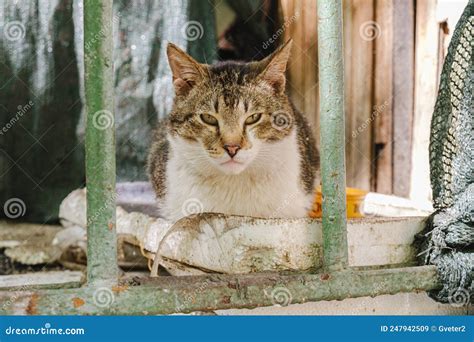 Portrait Of A Homeless Cat On The Porch Of An Abandoned House Stock