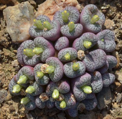 Conophytum Obcordellum Subsp Obcordellum Var Obcordellum Cr Cr