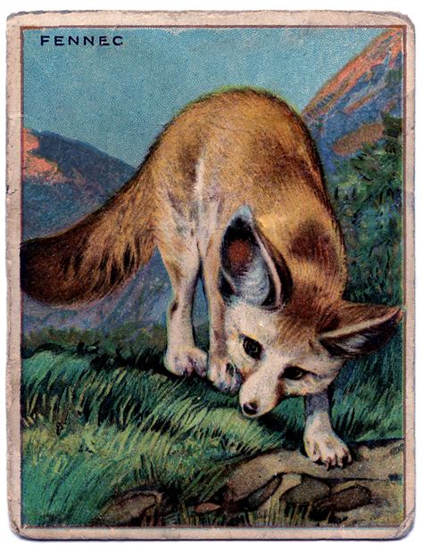 Vintage Graphic Image - Sweet Fox - The Graphics Fairy