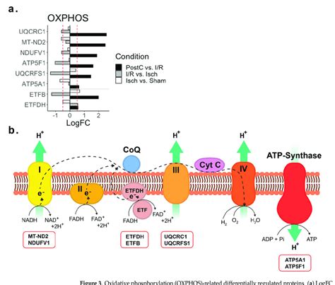 Oxidative Phosphorylation Oxphos Related Differentially Regulated