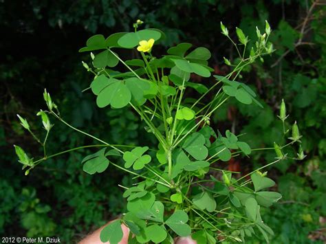 Oxalis Stricta Yellow Wood Sorrel Minnesota Wildflowers