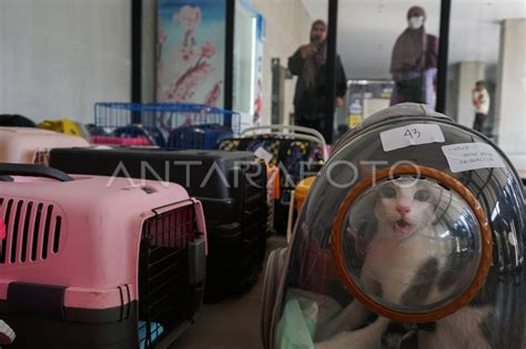 Sterilisasi Kucing Lokal Gratis ANTARA Foto