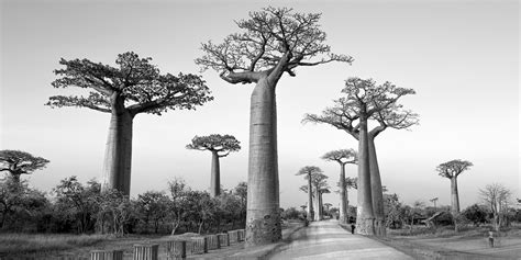 Avenue of Baobabs – Kieran Stone