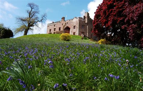 Best Walks For British Bluebells The English Garden