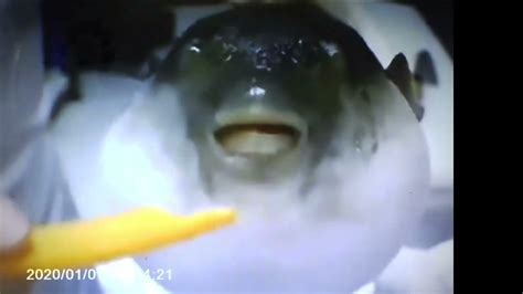 Puffer Fish Eating A Carrot Meme Youtube