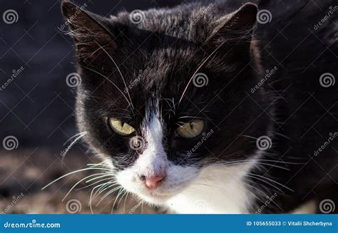 Cats Drinking Milk from Bowl Stock Image - Image of background ...