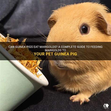 Can Guinea Pigs Eat Marigolds A Complete Guide To Feeding Marigolds To