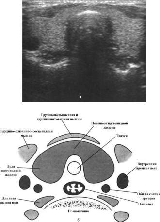 Презентация на тему: Первый Московский Государственный Медицинский ...