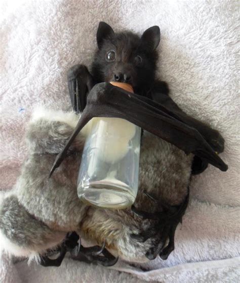 Adorable Baby Bat Holds His Own Milk Bottle