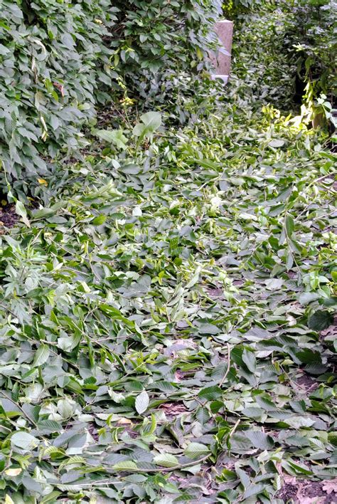 The Martha Stewart Blog : Blog Archive Trimming the Hornbeam Hedges