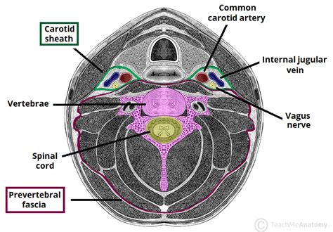 Fascial Layers Deep Superficial Teachmeanatomy