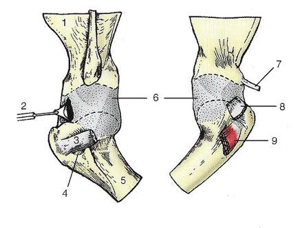 Canine: Left Shoulder Joint (Lateral [Left] and Medial [Right] Views ...