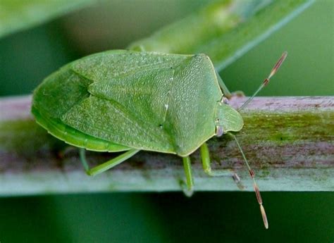 southern green stink bug (Nezara viridula) - Entomology Today