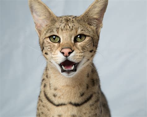 F1 Savannah Cat Pictures