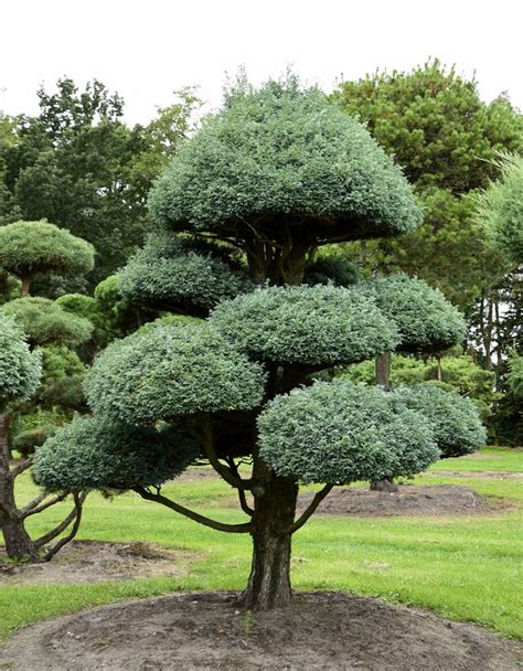 Kleine Silberzypresse Boulevard Bonsai Formschnitt Chamaecyparis