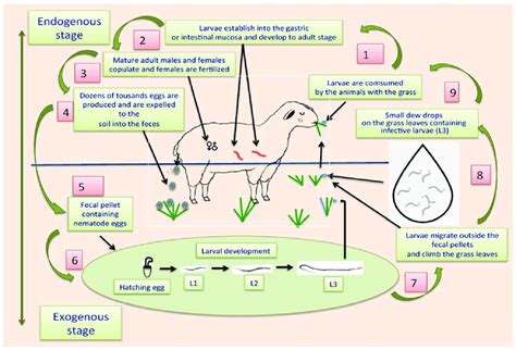 Scheme Showing The Life Cycle Of Gastrointestinal Parasitic Nematodes Download Scientific