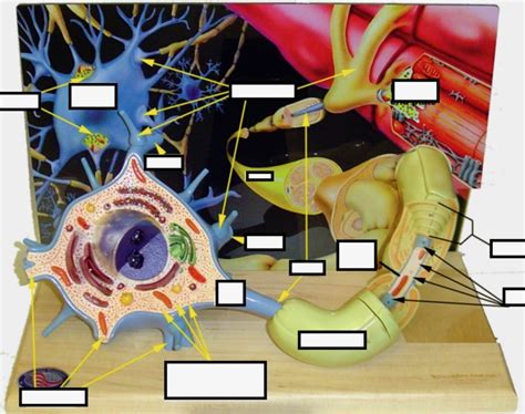 Axon Diagram | Quizlet