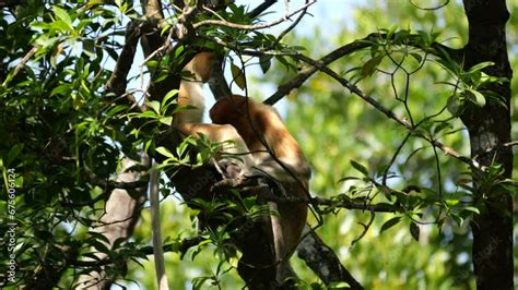 An Adult Female Proboscis Monkey Nasalis Larvatus And Her Baby Is