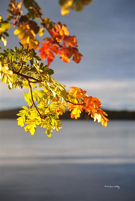 Lovely Day Photograph By Randi Grace Nilsberg Fine Art America