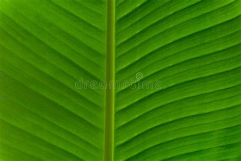 Folhas De Bananas Organizadas Naturalmente Textura De Fundo Verde Da