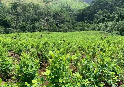 En Un Aumenta La Erradicaci N De Plantaciones De Coca Este A O En