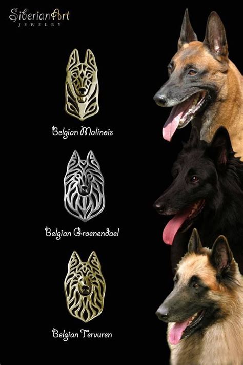 How to tell the difference between look alike dog breeds – Artofit