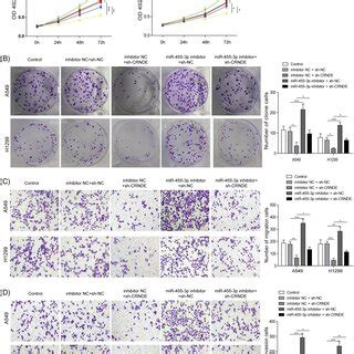 Crnde Silencing Suppressed The Proliferation And Invasion Of Nsclc