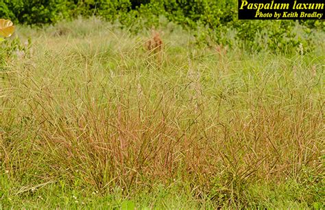 Paspalum Laxum Photos ISB Atlas Of Florida Plants ISB Atlas Of