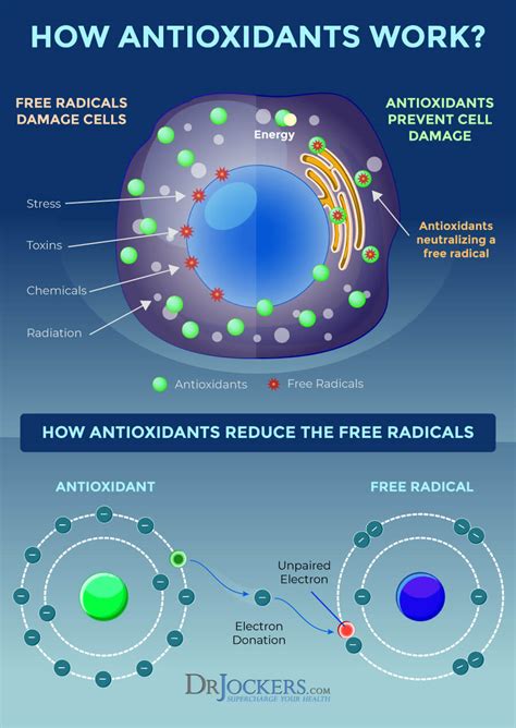 Alpha Lipoic Acid: Key Benefits on Inflammation and Blood Sugar