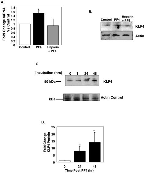 Pf4 Increases Monocyte Klf4 Expression A Mouse Monocytes Were