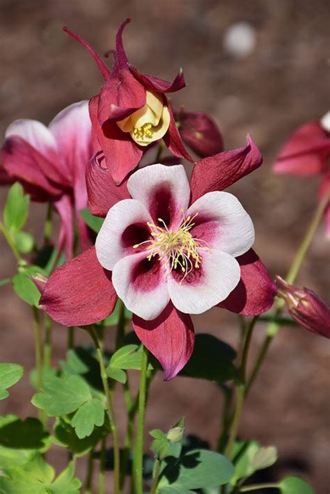 Earlybird Red And White Columbine Aquilegia Pas In Boston