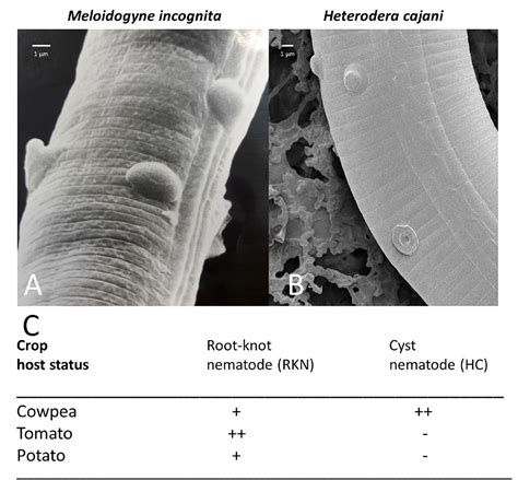 Figure 1 From Plant Root Exudates Recruit Hyperparasitic Bacteria Of