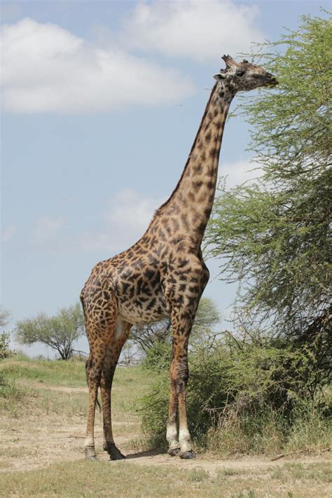 Why Do Giraffes Have Long Necks Researchers May Finally Have The Answer