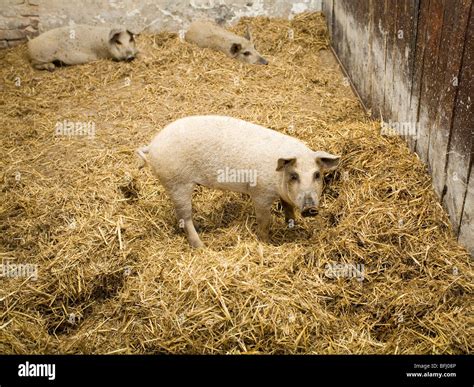 pigs in the farm Stock Photo - Alamy